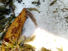 Economidichthys pygmaeus