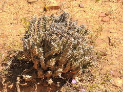 Quaqua mammillaris