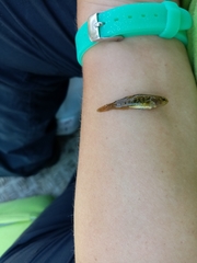 Economidichthys pygmaeus