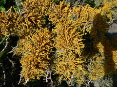 Dufourea flammea