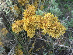 Dufourea flammea