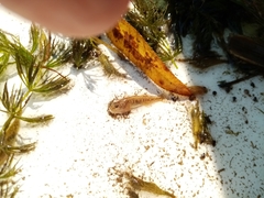 Economidichthys pygmaeus