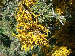 Dufourea flammea