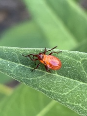 Oncopeltus fasciatus