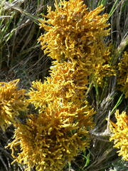 Dufourea flammea