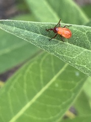 Oncopeltus fasciatus