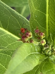 Oncopeltus fasciatus