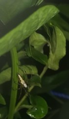 Oxyopes