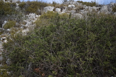 Juniperus phoenicea