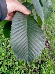 Ulmus glabra