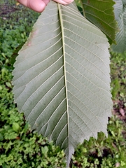 Ulmus glabra