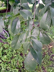 Ulmus glabra