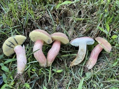 Boletus patrioticus