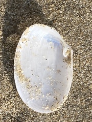 Periploma planiusculum