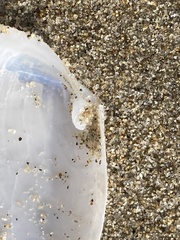 Periploma planiusculum