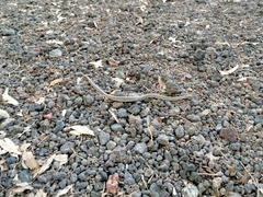 Crotalus intermedius