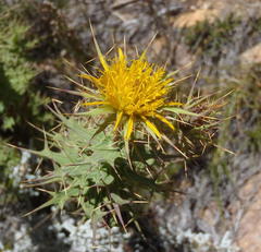 Berkheya cruciata cruciata