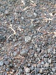 Crotalus intermedius