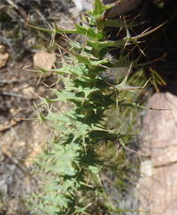 Berkheya cruciata cruciata