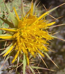 Berkheya cruciata cruciata