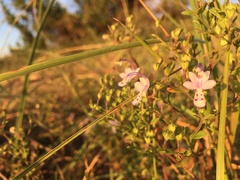 Trichostema nesophilum
