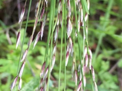 Melica torreyana