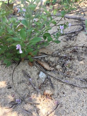 Trichostema nesophilum