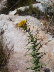 Berkheya cruciata cruciata