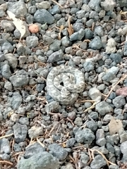 Crotalus intermedius