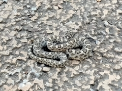 Crotalus intermedius