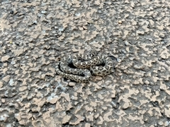 Crotalus intermedius