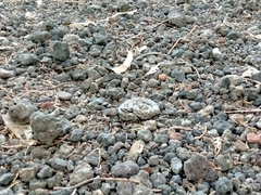 Crotalus intermedius