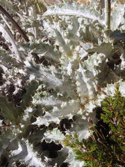 Berkheya francisci