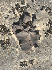 Dermatocarpon dolomiticum