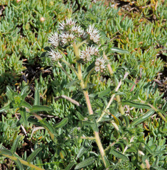 Lobostemon capitatus