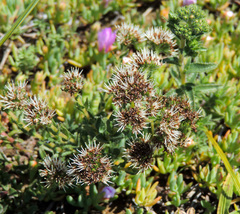 Lobostemon capitatus