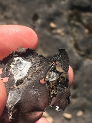 Dermatocarpon dolomiticum