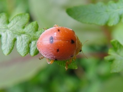 Diekeana admirabilis