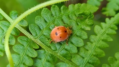 Diekeana admirabilis