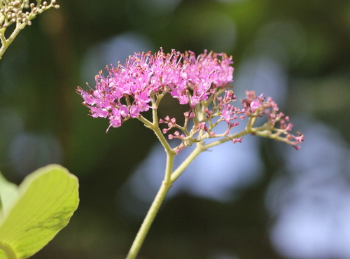 Callicarpa nudiflora, photograph 4