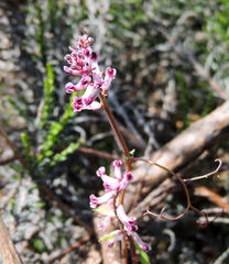 Cysticapnos cracca