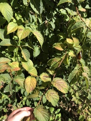 Stachyurus
