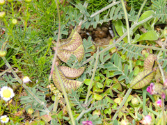 Lessertia excisa