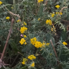 Medicago falcata