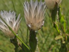 Helichrysum monticola