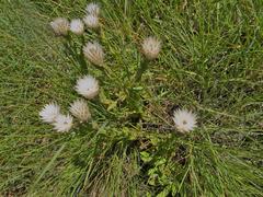 Helichrysum monticola