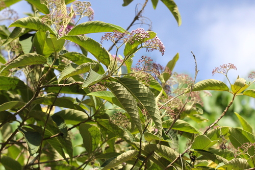 Callicarpa nudiflora, photograph 6