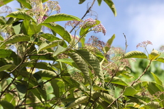 Callicarpa nudiflora