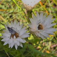 Helichrysum monticola