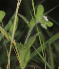 Lithospermum matamorense